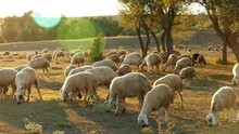 Flock Of Sheep Grazing In The Field At Sunset, Sheep And Lambs Grazing In The Open Field,