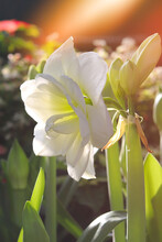 Jumbo White Amaryllis. Beautiful Christmas Flower. Amaryllis Flower Blooms With Light Bokeh Background.