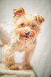 © shymar27 - Close-up portrait of a beautiful thoroughbred terrier in a home photo studio.