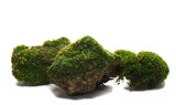 Fototapeta Kuchnia - Green moss on stone isolated ion white  