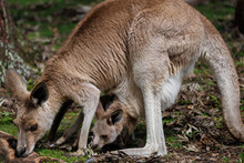 A Baby Kangaroo Comes Out Of Its Mother's Pocket