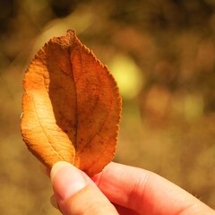 Canvas Print - Old brown leaf in a female hand on the background of the sunny garden