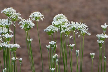 Poster - Chinese chive flowers. Many star-shaped white flowers bloom from round buds at the tip of long slender stems from August to October.