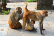 Tree monkeys family are trying to find lice in fur of the third one that is lying.