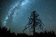 Blue dark night sky with many stars above lonely old pine tree silhouette anf the forest of trees. Perseide flying Milkyway cosmos background- Carpathians mountains , Ukraine