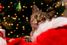 Christmas Cat. Beautiful Small Scottish Straight Kitten On Red Blanket With Red Santa Hat On Christmas Tree Background .