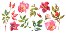 Watercolor Dog-rose, Briar With Berries, Flowers And Green Leaves, Isolated On White Background.