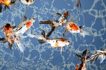 Wall Mural - 日本のアクアリウムで泳ぐカラフルな金魚達（goldfish）