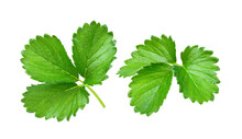 Strawberry Leaf Isolated On Transparent Png