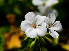 Delicate White Geranium Flower With Macro Focus 
