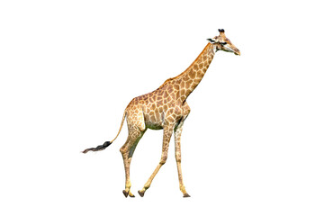 Poster - Giraffe walking isolated on transparent background.