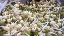 Growing Mung Bean Sprouts
