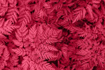 Viva Magenta trendy color 2023 leafy background. Beautiful natural leaves background.