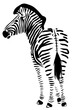 Standing zebra line illustration