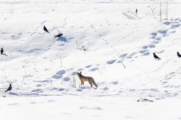 Wall Mural - Vulpes vulpes, Red fox