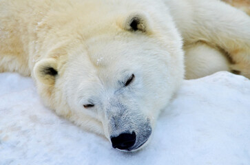 Wall Mural - polar bear in the snow