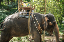 Elephant In A Tropical Safari With A Cart On His Back. Elephant Rides.