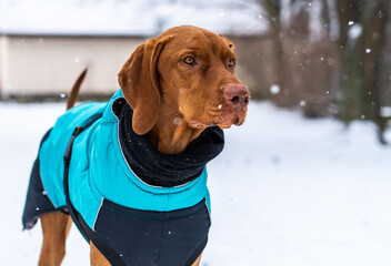 Beautiful vizsla dog wearing blue winter coat enjoying snowy day outdoors. Playful pointer dog wearing protective winter dog coat.