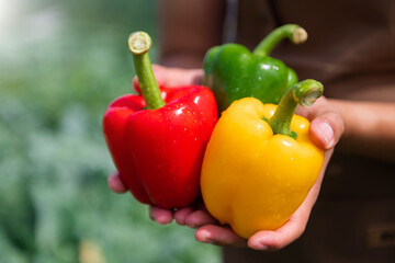 Fresh bell pepper holding by hand in sun light.