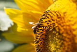 Fototapeta Tulipany - bee at sunflower