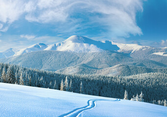 Wall Mural - Morning winter calm mountain landscape with ski track and coniferous forest on slope (Goverla view - the highest mount in Ukrainian Carpathian).