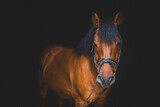 Fototapeta  - Gniady koń na czarnym tle