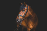 Fototapeta Zwierzęta - Gniady koń na czarnym tle