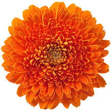 PNG Gerbera Flower Head Isolated Transparent Background Orange Bloom
