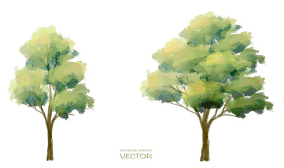 Abstract vector watercolor ,tree or forest side view isolated on white background for landscape and architecture drawing,elements for environment and garden,botanical for section and elevation