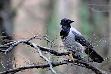 Canvas Print - Crow