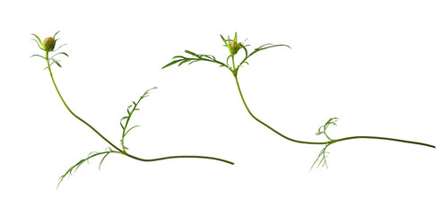 Wall Mural - set of cosmos buds and leaves isolated on white or transparent background