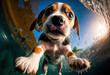 fisheye lens captured a cute Beagle puppy dog, having fun in the water, looking into camera, splashing, happy.