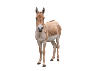 Sticker - donkey (eguus hemionus) isolated on white background