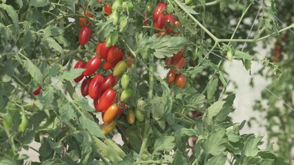 Wall Mural - tomatoes growing in greenhouse in farm field. Agriculture and farming