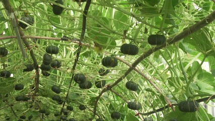 Wall Mural - green pumpkin squash growing in greenhouse in farm field. Agriculture and farming