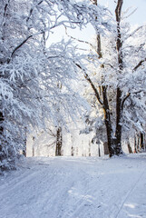 Poster - New Year's morning in the forest