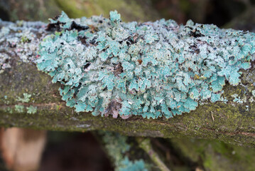 Wall Mural - blue lichen on tree branch closeup selective focus