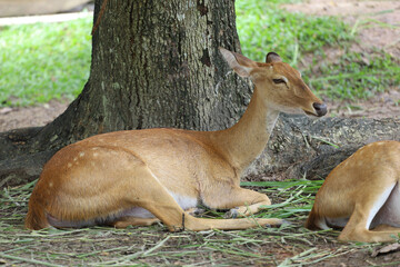 Wall Mural - The female deer in garden at thailand