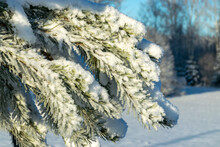 Frost Covered Branches Of Pine Tree In Winter Fog Through Which Morning Sunlight Penetrates, Elegant Silver Clothing
