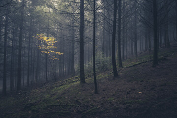  sous bois sombre avec un petit arbre aux feuilles jaunes