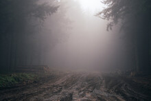 Sous Bois Dans Le Brouillard Avec Chemin Boueux, Une Ambiance Triste Et Angoissante