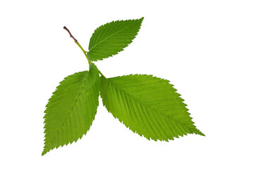 Wall Mural - a tree branch with green leaves isolated on a white background