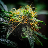 Fototapeta Kosmos - Extreme Macro of Cannabis Flower or Bud - Afghan Kush Strain - flowering week seven.