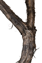 Vineyard Trunk Closeup