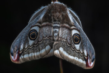 Sticker - Female night peacock (Saturnia pavonia) laying her eggs on a stem.