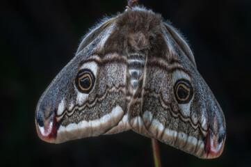 Wall Mural - Female night peacock (Saturnia pavonia) laying her eggs on a stem.