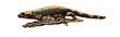 Feuersalamander (Salamandra slamandra), freigestellt
