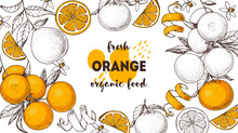Orange Fruit Hand Drawn Design. Vector Illustration. Design, Package, Brochure Illustration. Orange Fruit Frame Illustration. Design Elements For Packaging Design And Other.