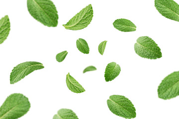 Wall Mural - falling mint leaves, spearmint, isolated on white background, selective focus