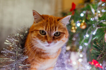 Wall Mural - Portrait of ginger cat lying under Christmas tree playing with lights and tinsel at home. Pet has fun. New year vibe